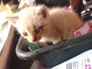 Gato raça Srd idade Abaixo de 2 meses nome Sem nome
