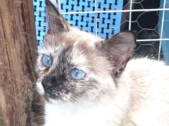 Gato raça Felino idade 7 a 11 meses nome Nina