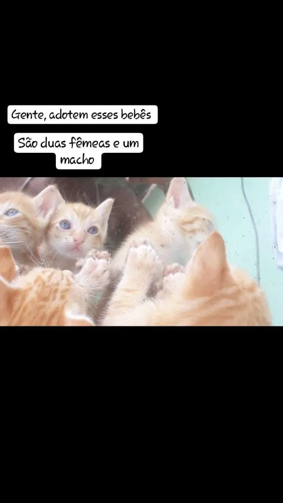 Gato raça  idade Abaixo de 2 meses nome Sem nome