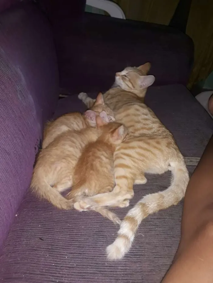 Gato raça  idade Abaixo de 2 meses nome Sem nome