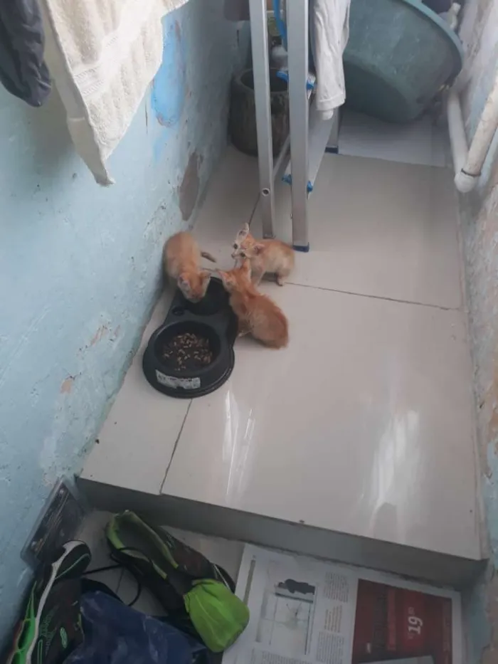 Gato raça  idade Abaixo de 2 meses nome Sem nome