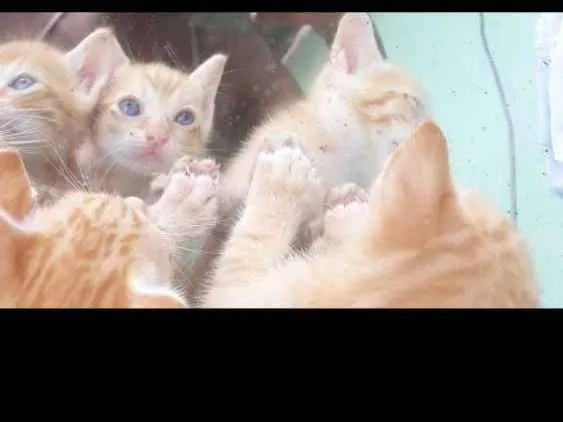 Gato raça  idade Abaixo de 2 meses nome Sem nome