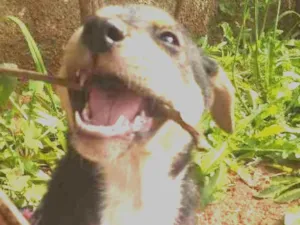 Cachorro raça Vira lata idade Abaixo de 2 meses nome Pantera