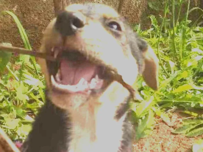 Cachorro ra a Vira lata idade Abaixo de 2 meses nome Pantera