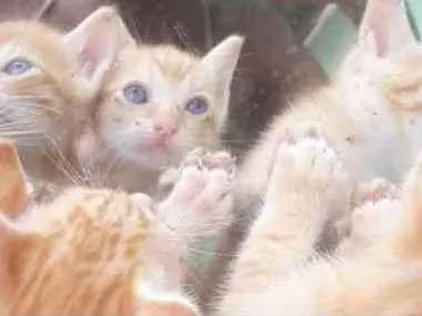 Gato raça  idade Abaixo de 2 meses nome Sem nome