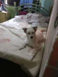 Leão