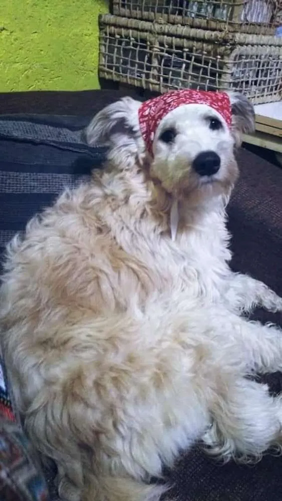 Cachorro ra a Canina idade 1 ano nome Leão