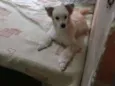 Leão