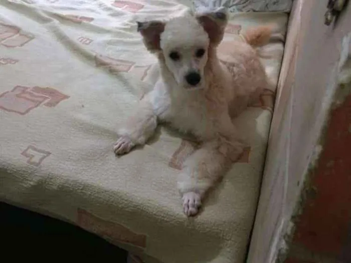 Cachorro ra a Canina idade 1 ano nome Leão