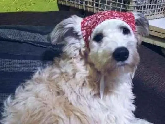 Cachorro ra a Canina idade 1 ano nome Leão