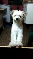 Leão