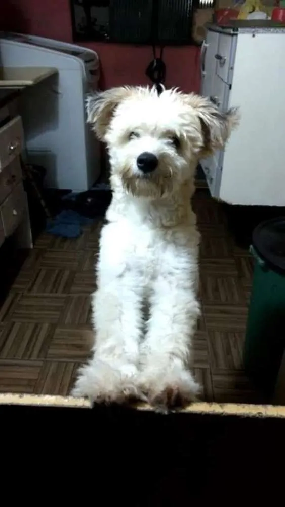 Cachorro ra a Canina idade 1 ano nome Leão