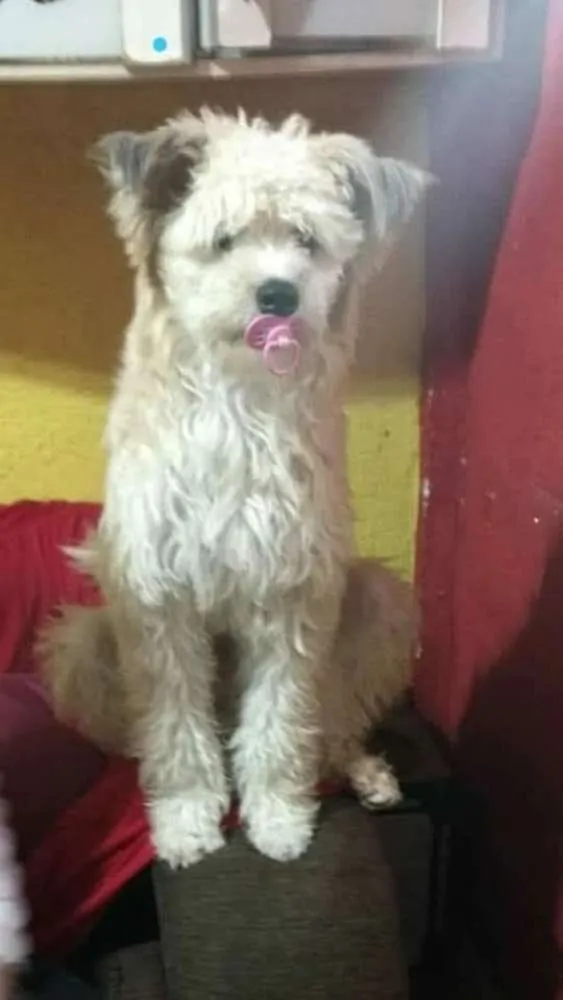 Cachorro ra a Canina idade 1 ano nome Leão