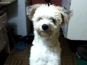 Cachorro raça Canina idade 1 ano nome Leão
