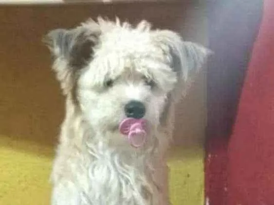 Cachorro ra a Canina idade 1 ano nome Leão