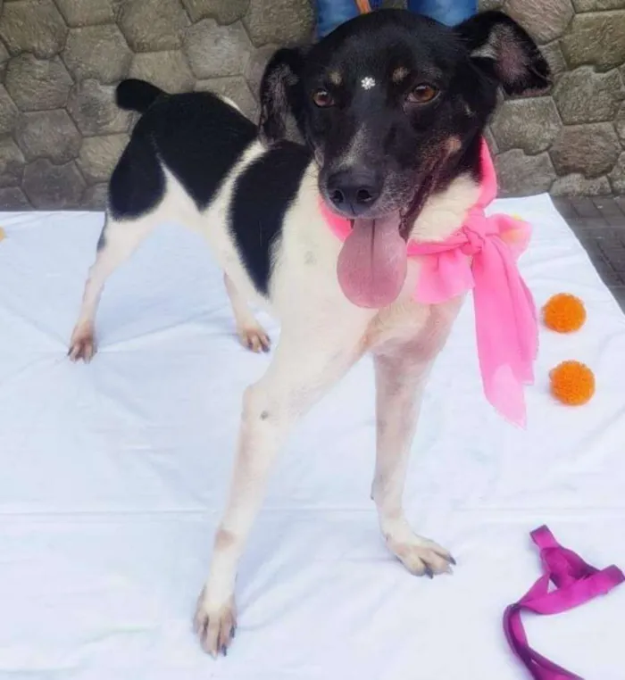Cachorro ra a SRD idade 3 anos nome ENYA