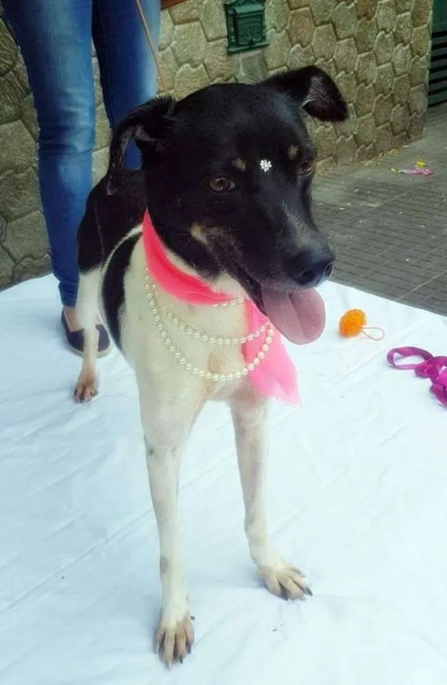Cachorro ra a SRD idade 3 anos nome ENYA