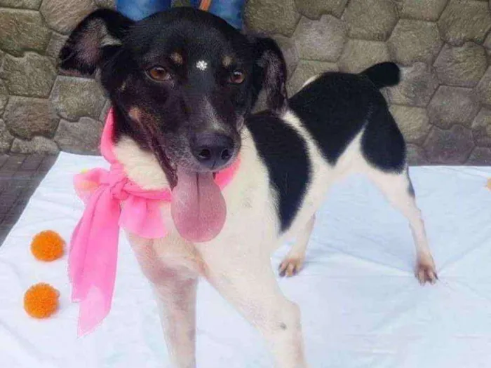 Cachorro ra a SRD idade 3 anos nome ENYA