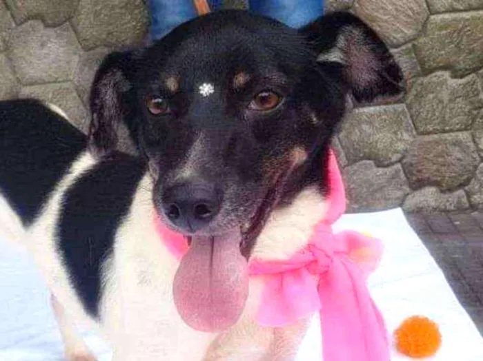 Cachorro ra a SRD idade 3 anos nome ENYA