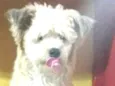 Leão