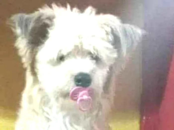 Cachorro ra a Canina idade 1 ano nome Leão
