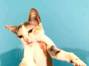 Gato raça Não sei específica  idade 2 a 6 meses nome Não tem 
