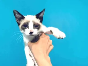 Gato raça Não sei específica  idade 2 a 6 meses nome Sem nome 