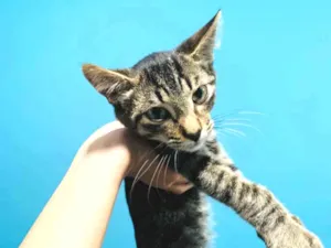 Gato raça Não sei específica  idade 2 a 6 meses nome Sem nome 