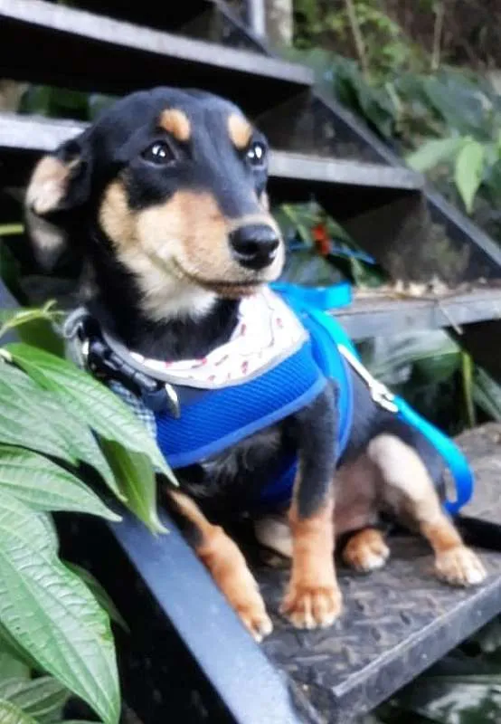 Cachorro ra a srd idade 7 a 11 meses nome Romeu