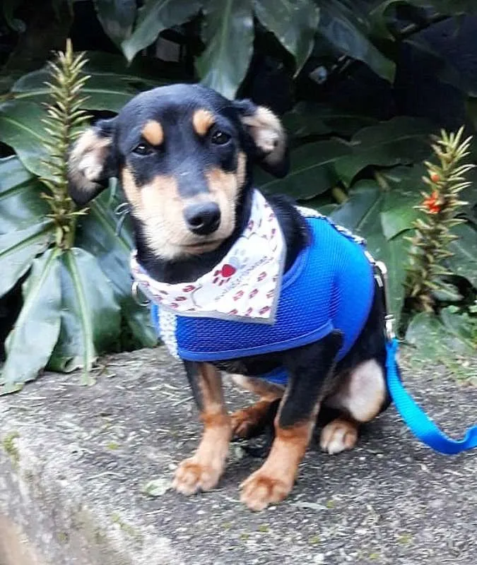 Cachorro ra a srd idade 7 a 11 meses nome Romeu