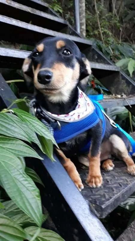 Cachorro ra a srd idade 7 a 11 meses nome Romeu
