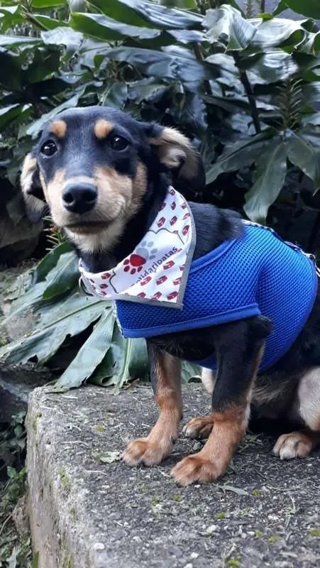 Cachorro ra a srd idade 7 a 11 meses nome Romeu