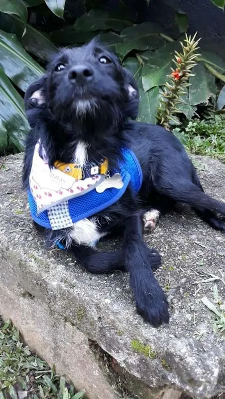 Cachorro ra a SRD idade 7 a 11 meses nome Serafim