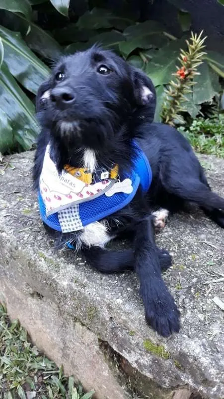 Cachorro ra a SRD idade 7 a 11 meses nome Serafim