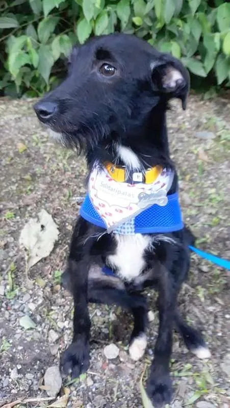 Cachorro ra a SRD idade 7 a 11 meses nome Serafim