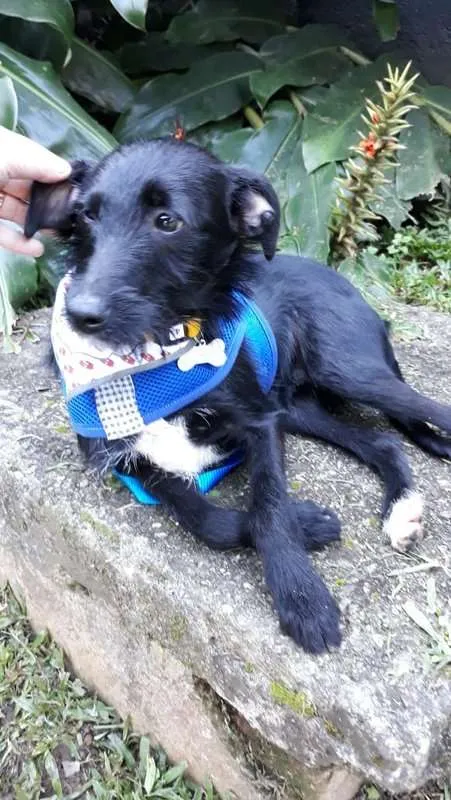 Cachorro ra a SRD idade 7 a 11 meses nome Serafim