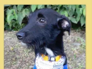 Cachorro raça SRD idade 7 a 11 meses nome Serafim