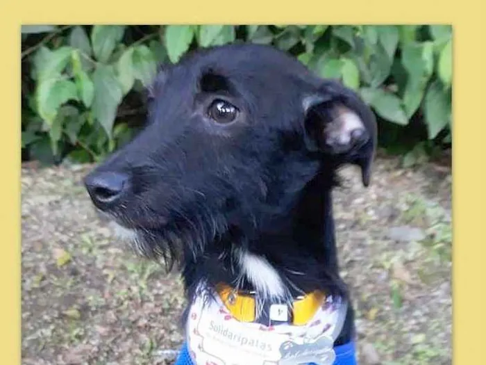 Cachorro ra a SRD idade 7 a 11 meses nome Serafim