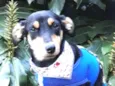 Romeu