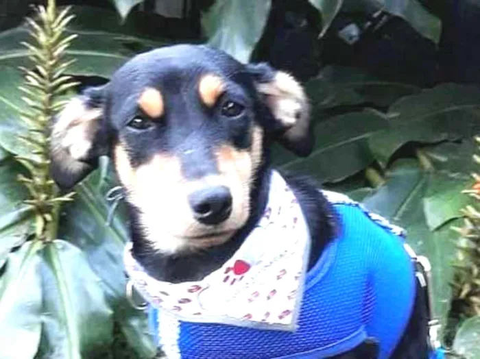 Cachorro ra a srd idade 7 a 11 meses nome Romeu