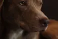 Cuscuz