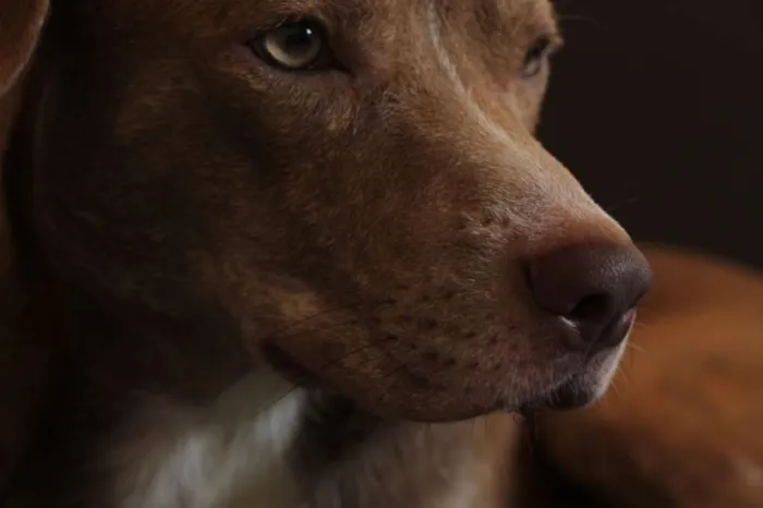 Cachorro ra a vira-lata com pitbull idade 1 ano nome Cuscuz