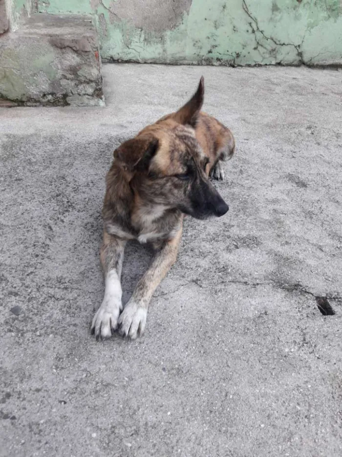 Cachorro ra a Sem raça definida  idade 2 anos nome Scott Vitório 