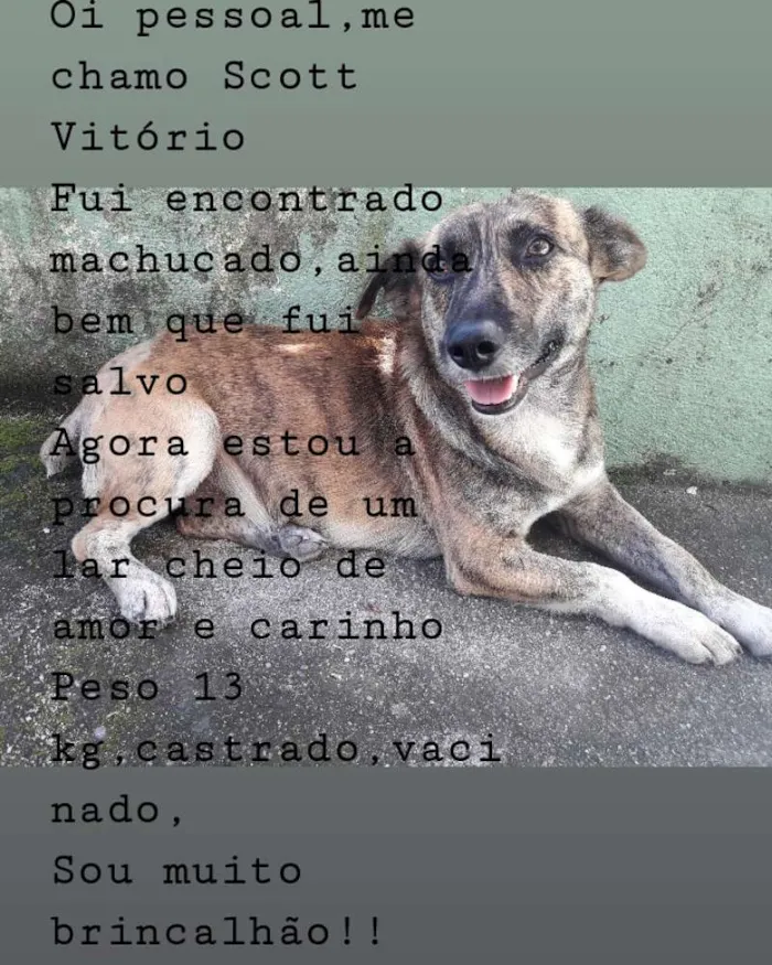 Cachorro ra a Sem raça definida  idade 2 anos nome Scott Vitório 