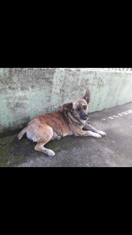 Cachorro ra a Sem raça definida  idade 2 anos nome Scott Vitório 