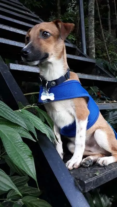 Cachorro ra a srd idade 7 a 11 meses nome Guigo