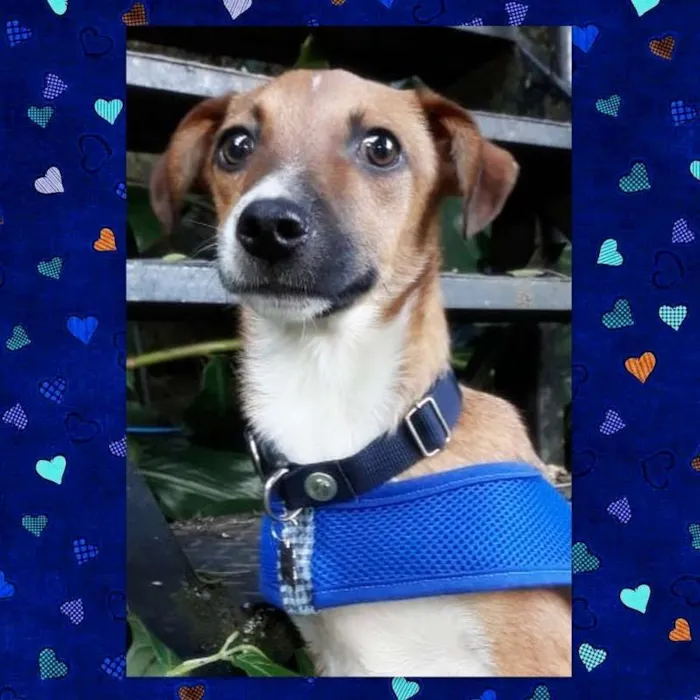 Cachorro ra a srd idade 7 a 11 meses nome Guigo