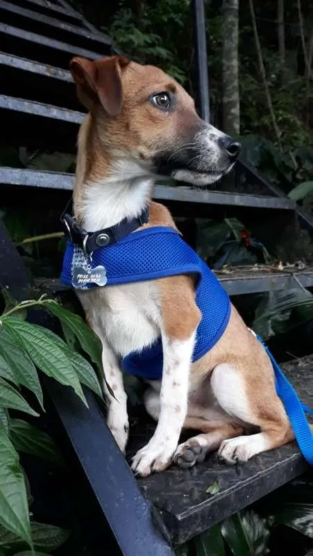 Cachorro ra a srd idade 7 a 11 meses nome Guigo