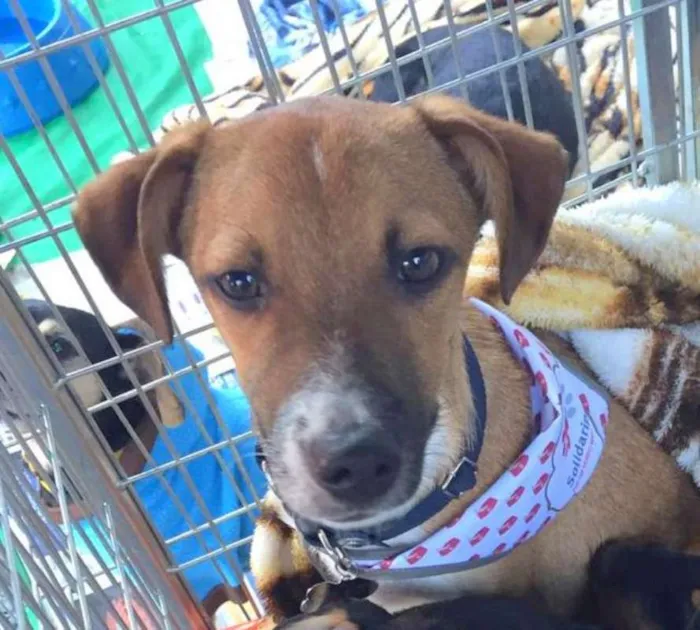 Cachorro ra a srd idade 7 a 11 meses nome Guigo