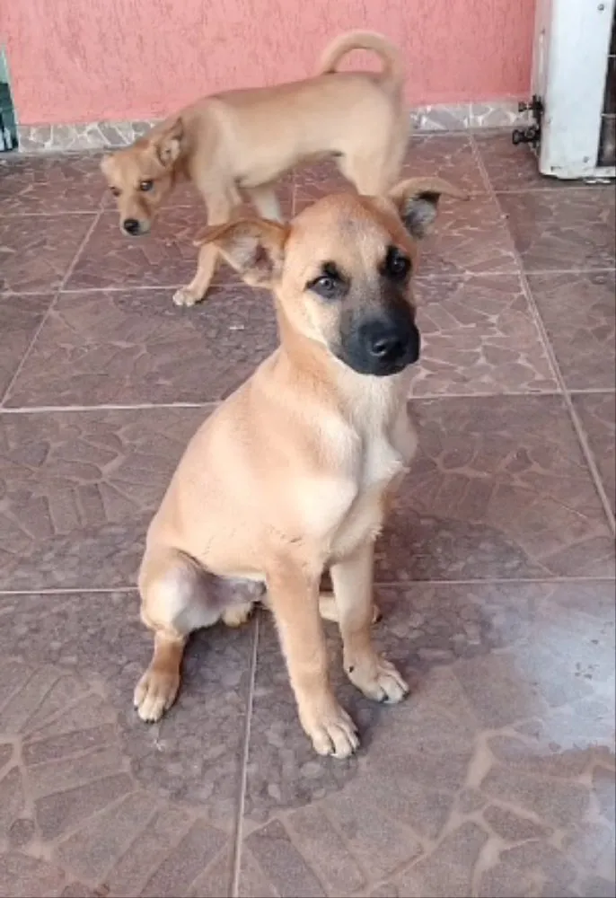 Cachorro ra a SRD idade 2 a 6 meses nome Bob